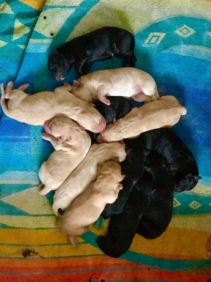 Ruby puppies 2019